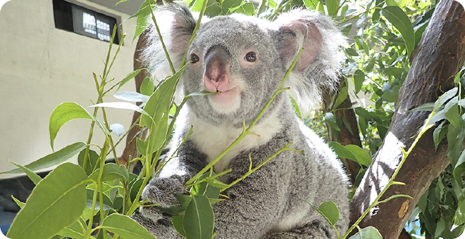 多摩動物公園