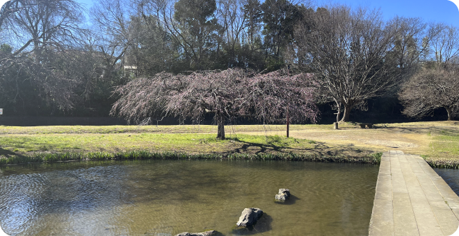 清瀬金山緑地公園